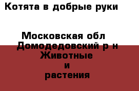 Котята в добрые руки!!! - Московская обл., Домодедовский р-н Животные и растения » Кошки   